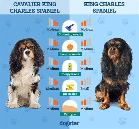 Infografika: Porovnanie Cavalier King Charles Spaniel vs Beagle