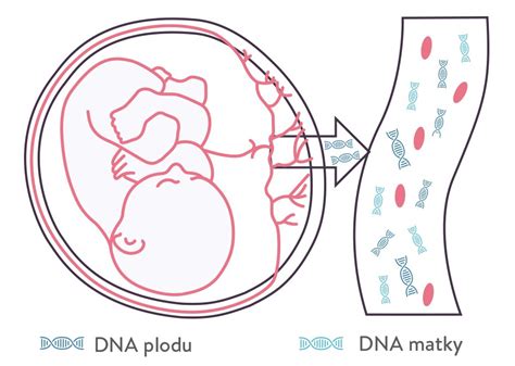Prenatálne testy z krvi: Včasná informácia o zdraví vášho dieťaťa