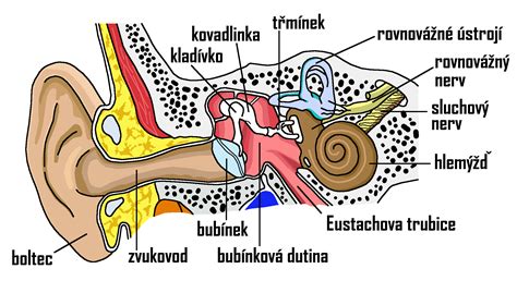 Schéma sluchového systému zvierat, porovnanie citlivosti na infrazvuk