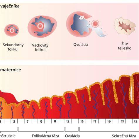 Funkcie maternice v ženskom tele: anatomia, cykly a význam pre tehotenstvo