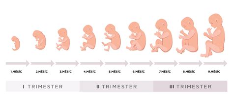 Vizualizácia vývoja plodu v prvom trimestri