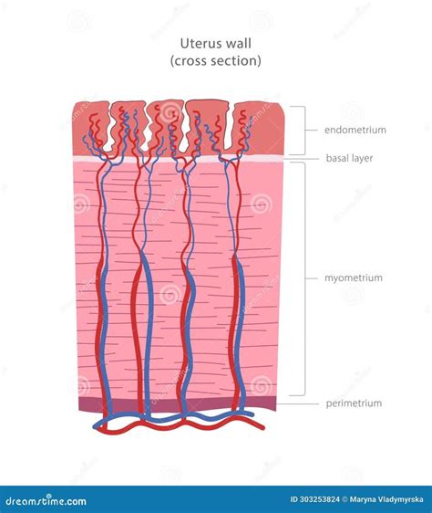 Ilustrácia anatomického usporiadania maternice a jej vrstiev: peritoneum, myometrium a endometrium