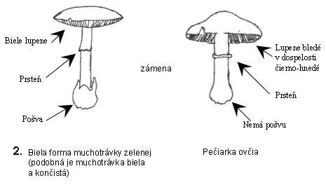 Rozdiel medzi endometreem a myometrium: popis a obrazok