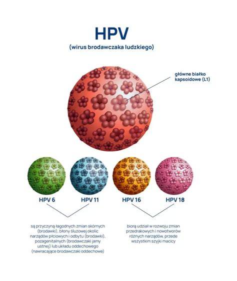 Infografika: HPV typy a riziká pre tehotenstvo