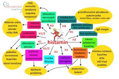Infografika: Ako funguje DAO a histamín v organizme