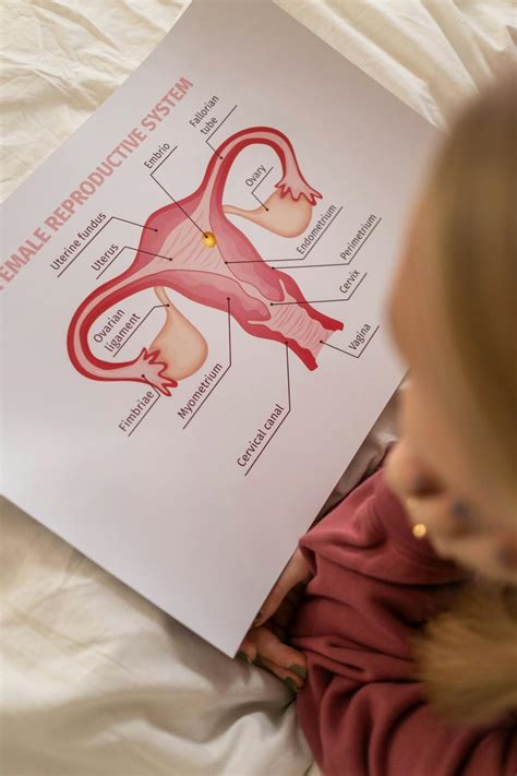 Obrázok anatomie maternice a jej vrstiev