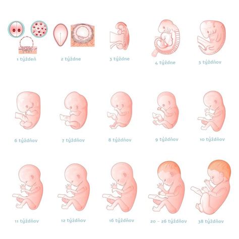Infografika: Vývoj plodu a zmeny tela počas 16. týždňa tehotenstva