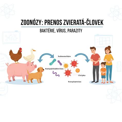 Grafika znázorňujúca fázy pôrodu