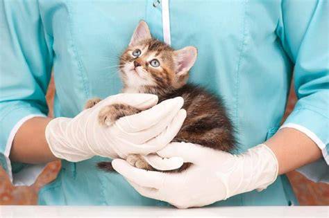 Pyometra u mačky a fenky: príznaky, diagnostika a liečba