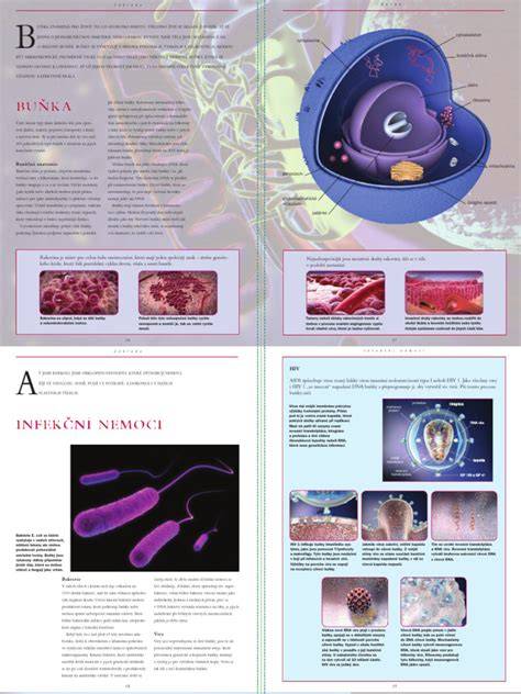 Infografika: Ukážka anatomie podbrušia a regiónov bedrovej oblasti