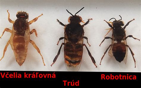 Porovnanie bodnutia včely a osy