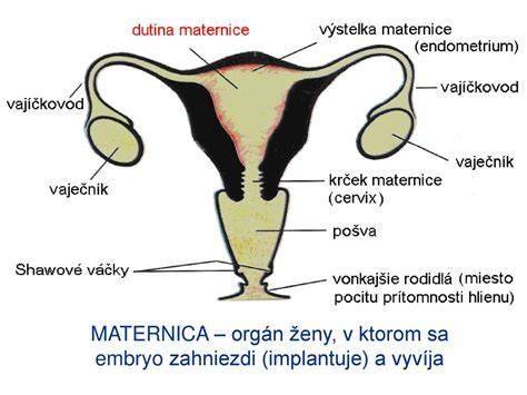 Infografika anatomie krčka maternice a fáz prvej doby pôrodnej