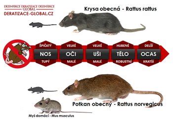 Rozdiely medzi potkanom a krysou