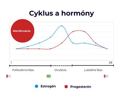 Diagram ukazujúci priebeh cyklu s fázami folikulárnej a luteálnej