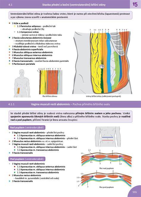 Infografika: Priebeh cisárskeho rezu a vrstvy brušnej steny