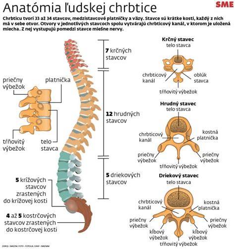 Infografika: Anatomia krčnej chrbtice a hlavné symptómy cervikokraniálneho syndrómu