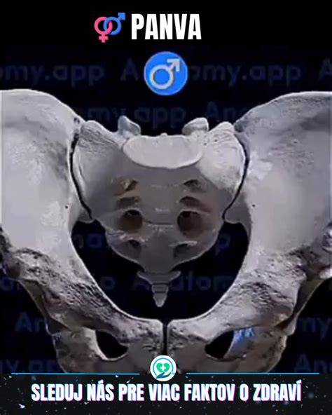 Infografika: anatomické vzťahy slabín, panvy a maternice počas tehotenstva