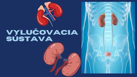 Infografika: Ako funguje močová sústava a kde sa nachádzajú rizikové miesta pre infekcie