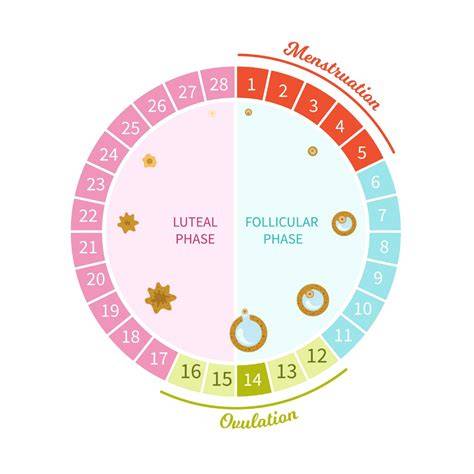 Infografika: Hormonálny ovládací okruh a fázy menštruačného cyklu