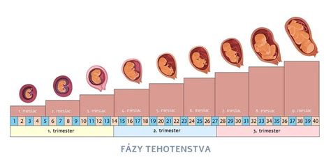 Infografika: Ako sa počítajú týždne tehotenstva a termín pôrodu
