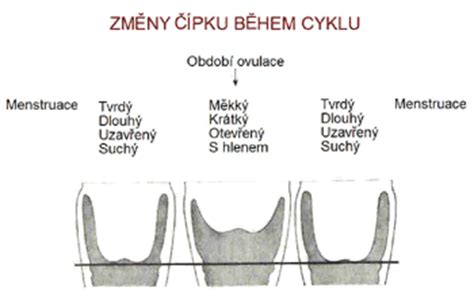 Obrázok: Polohy čípku počas cyklu (nízko-vysoko, mäkkosť-tvrdosť)