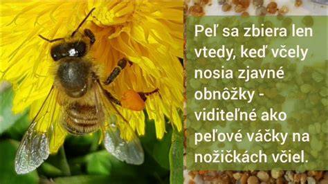 Infografika: Zloženie včelieho peľu a jeho hlavným živinám