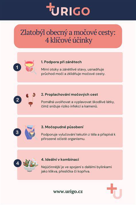 Infografika: cesty baktérií močovým traktom