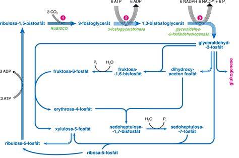 Infografika: Biochemický cyklus premien homocysteínu a význam vitamínov B