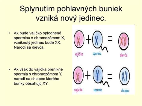 Schéma tvorby pohlavných buniek (gametogenéza)