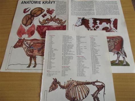 Vizualizácia brucha gravidnej kravy