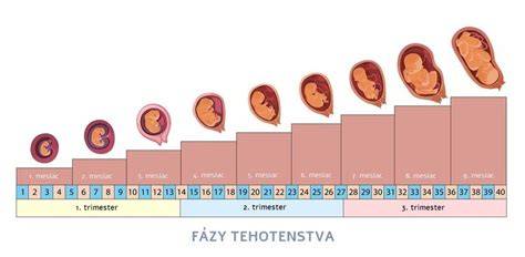 Ako sa počítajú týždne tehotenstva po IVF