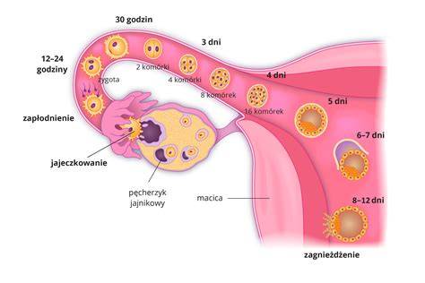 Infografika: Priebeh delenia buniek od zygoty po blastocystu