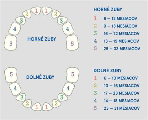 Infografika: Poradie prerezávania zubov a časové rámce