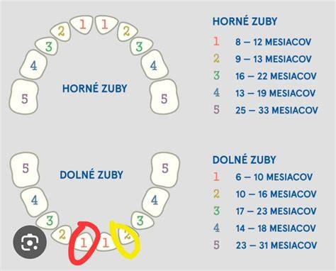 Infografika: Typické prejavy rastu zubov u detí