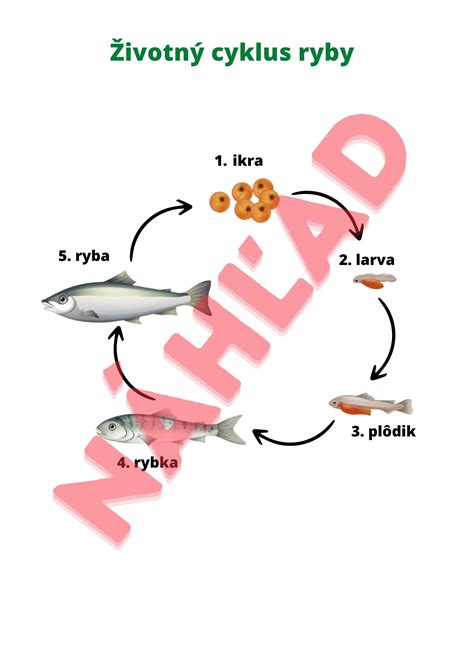 Životný cyklus mačky