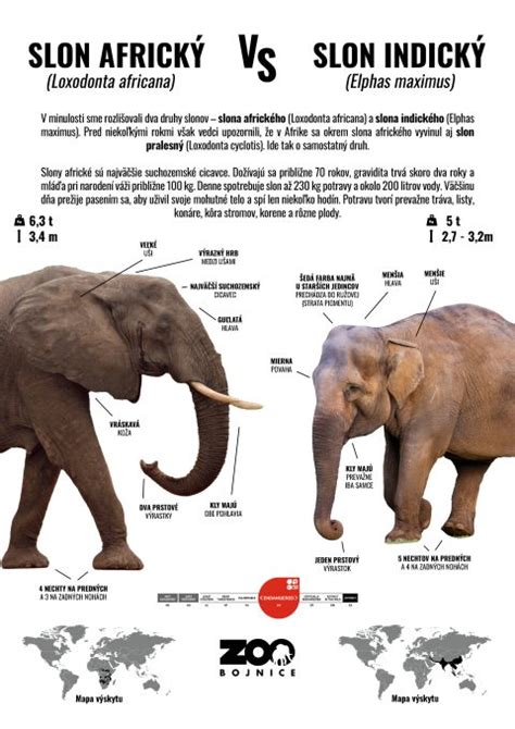 Infografika: Vzťah medzi stravou, pohybom a výkonom