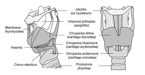 Ilustrácia anatomie hlasiviek a hrtanu
