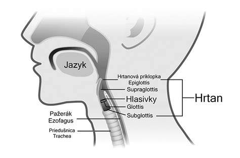 Obrázok: Hrtan a hlasivky - anatomia a súvislosti s chrapotom
