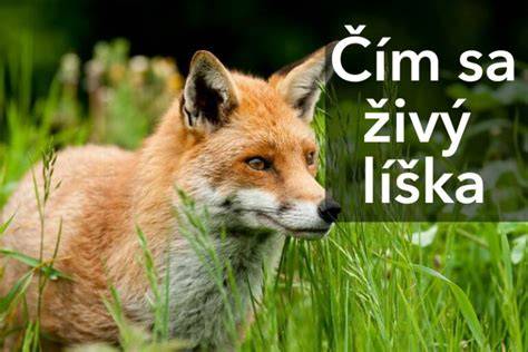 Lastovičky a daždivé počasie: čím sa živia a ako prežívajú zložitú dobu dažďov a ľudských zásahov