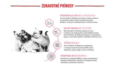 Ikonická schéma dojčenia mačiek a krmív pre gravidné a dojčiace mačky