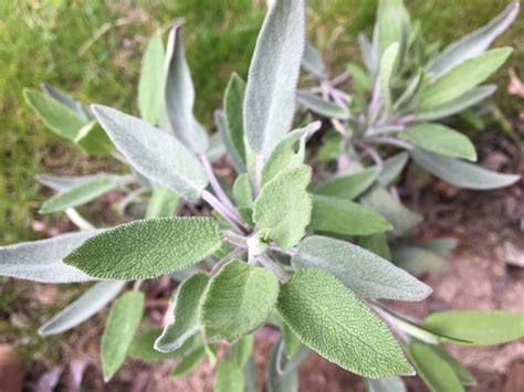 Šalvia lekárska a jej využitie u dojčiacich žien