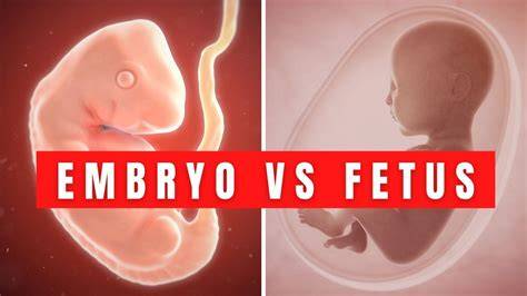 Kedy sa uhniezdi embryo v maternici: prehľad procesu, fáz a príznakov