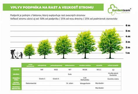 Porovnanie výšky RP pri dvojičkách a jednotlivých deťoch