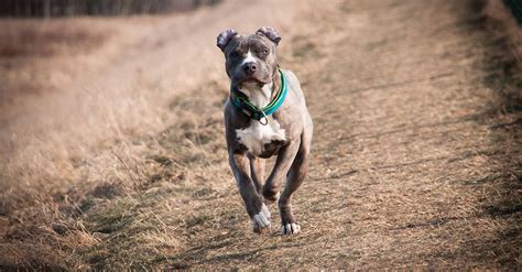 Štruktúra a vzhľad amerického pitbull teriéra