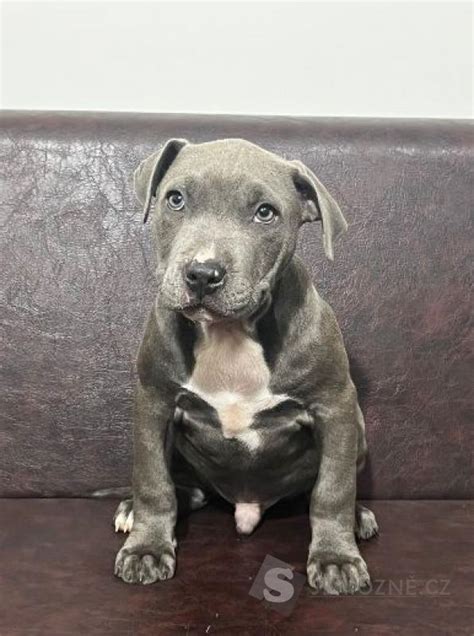 Americký pitbull teriér: Všetko o šteniatkach, oplodnení a chove