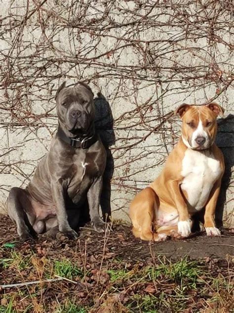 Šteniatka amerického pitbull teriéra