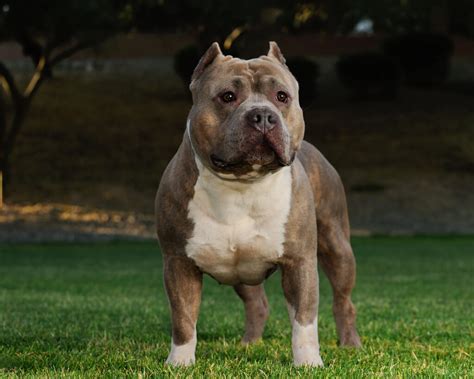 Pitbull v interiéri
