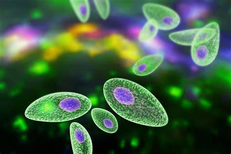 Tabuľka rizík pre tehotné: listerióza, salmonelóza a toxoplazmóza