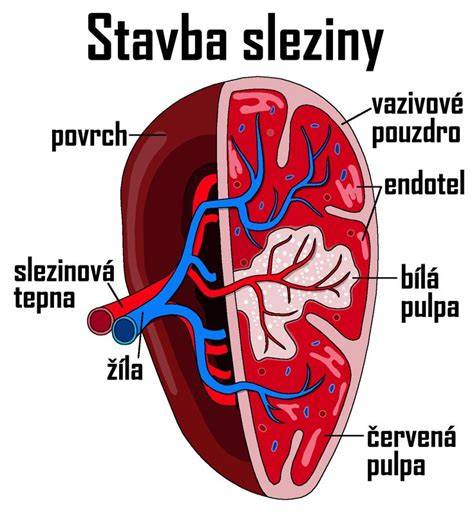 Ikonická schéma anatomických vzťahov brucha a sleziny