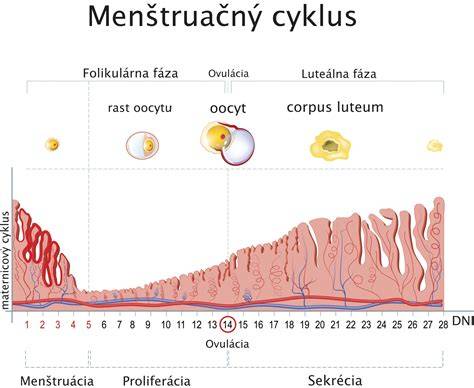 Infografika: Ako funguje menštruačný cyklus a ovulácia
